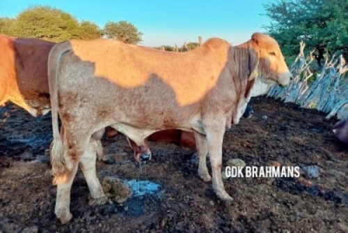 1X RED BRAHMAN BULL GDK Brahmans