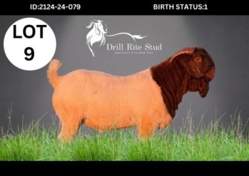 1X BOER GOAT BUCK DRILL RITE STUD