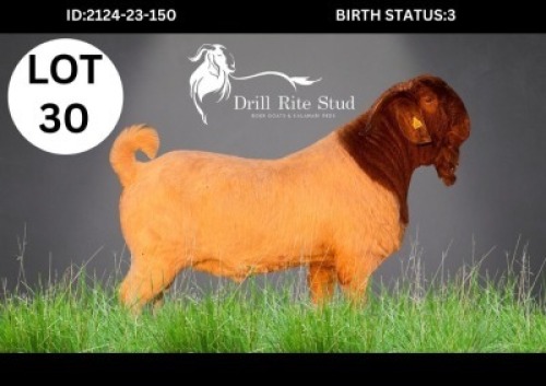 1X BOER GOAT BUCK DRILL RITE STUD