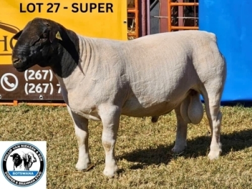 1X BLACK HEAD DORPER RAM PHILLIP VAN NIEKERK & SON DORPER & BRAHMAN STUD