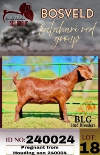 1X KALAHARI RED FLOCK 38-658 DOE BLG Stud Breeders