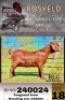 1X KALAHARI RED FLOCK 38-658 DOE BLG Stud Breeders