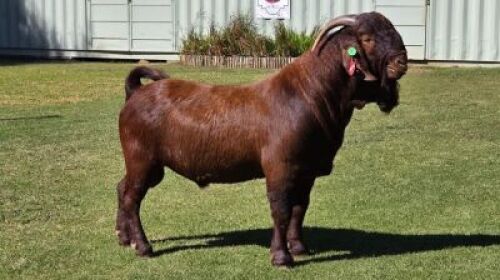 1X KALAHARI RED FLOCK 48-16 BUCK Dhidejak