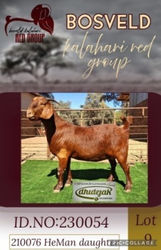 1X KALAHARI RED STUD 48-402 DOE Dhidejak