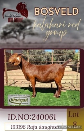 1X KALAHARI RED STUD 38-188 DOE Dhidejak