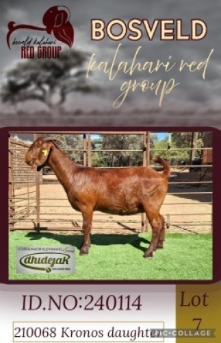 1X KALAHARI RED STUD 38-189 DOE Dhidejak