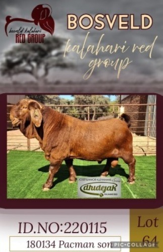 1X KALAHARI RED FLOCK 48-9 BUCK Dhidejak