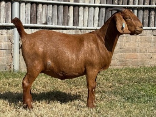1X KALAHARI RED FLOCK DOE Karsten Boerdery Pty Ltd