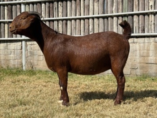 1X KALAHARI RED FLOCK ON COLOUR DOE Karsten Boerdery Pty Ltd