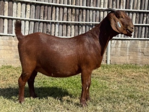 1X KALAHARI RED FLOCK ON COLOUR DOE Karsten Boerdery Pty Ltd