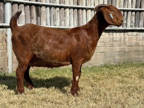 1X KALAHARI RED STUD DOE Karsten Boerdery Pty Ltd