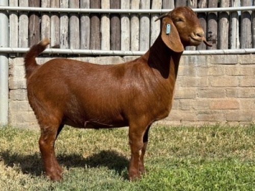 1X KALAHARI RED STUD DOE Karsten Boerdery Pty Ltd
