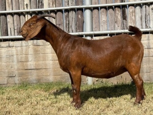 1X KALAHARI RED FLOCK DOE Karsten Boerdery Pty Ltd