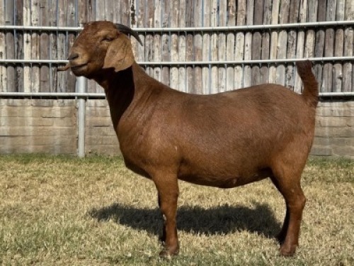 1X KALAHARI RED FLOCK DOE Karsten Boerdery Pty Ltd