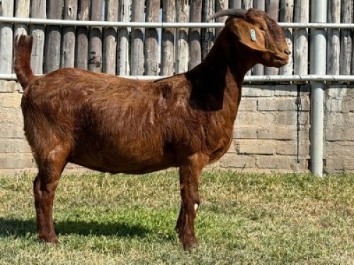 1X KALAHARI RED FLOCK DOE Karsten Boerdery Pty Ltd