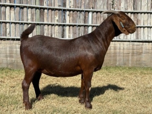 1X KALAHARI RED FLOCK DOE Karsten Boerdery Pty Ltd
