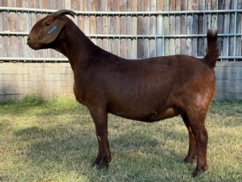 1X KALAHARI RED FLOCK DOE Karsten Boerdery Pty Ltd