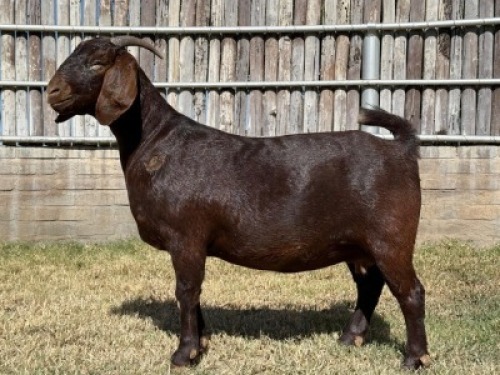 1X KALAHARI RED FLOCK DOE Karsten Boerdery Pty Ltd