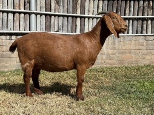 1X KALAHARI RED FLOCK DOE Karsten Boerdery Pty Ltd