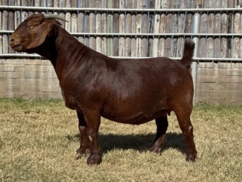 1X KALAHARI RED FLOCK DOE Karsten Boerdery Pty Ltd