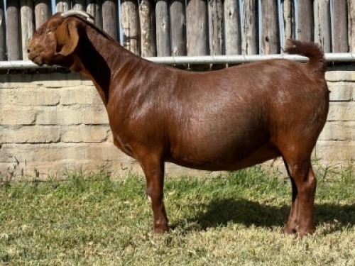 1X KALAHARI RED FLOCK DOE Karsten Boerdery Pty Ltd