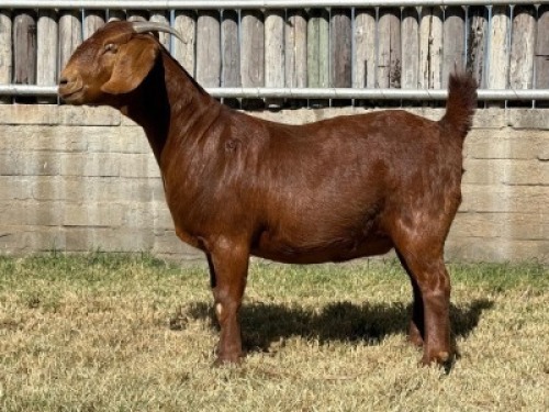 1X KALAHARI RED FLOCK DOE Karsten Boerdery Pty Ltd