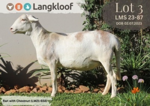 1+1X MEATMASTER RECORDED EWE LANGKLOOF GAME FARM