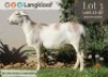 1+1X MEATMASTER RECORDED EWE LANGKLOOF GAME FARM