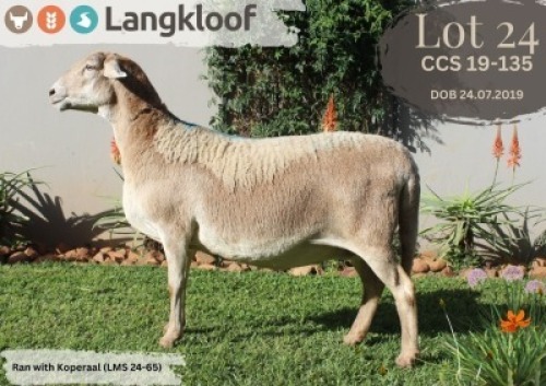 1X MEATMASTER RECORDED EWE LANGKLOOF GAME FARM