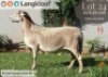 1X MEATMASTER RECORDED EWE LANGKLOOF GAME FARM