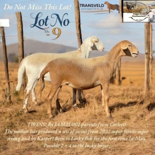 2X MEATMASTER NOT RECORDED EWE DAGGER BOYZ MEATMASTERS (Per animal to take the lot)