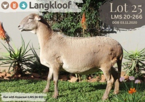 1X MEATMASTER RECORDED EWE LANGKLOOF GAME FARM