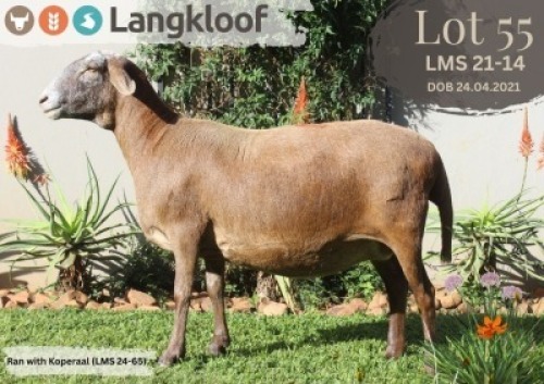 1X MEATMASTER RECORDED EWE LANGKLOOF GAME FARM