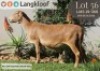 1X MEATMASTER RECORDED EWE LANGKLOOF GAME FARM