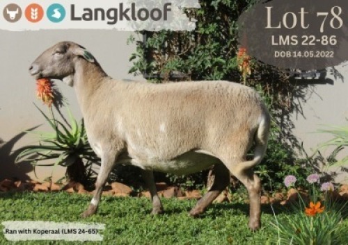1X MEATMASTER RECORDED EWE LANGKLOOF GAME FARM