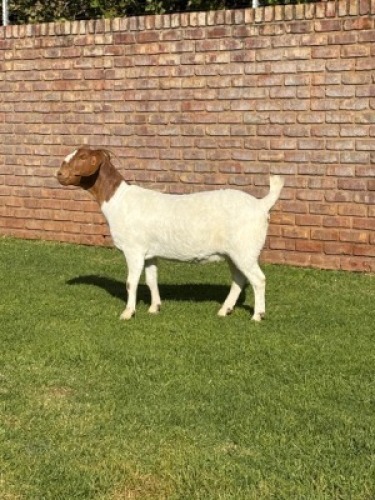 1X BOER GOAT FLOCK DOE Triangle Farms Boerbok Stoet