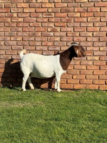 1X BOER GOAT FLOCK DOE Triangle Farms Boerbok Stoet