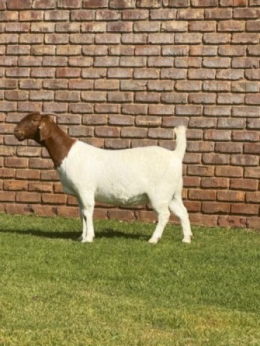 1X BOER GOAT FLOCK DOE Triangle Farms Boerbok Stoet