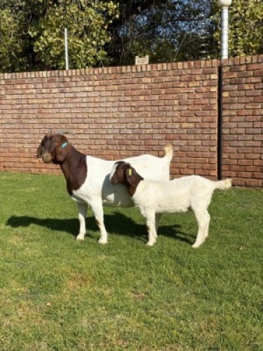 1X BOER GOAT STUD DOE Triangle Farms Boerbok Stoet