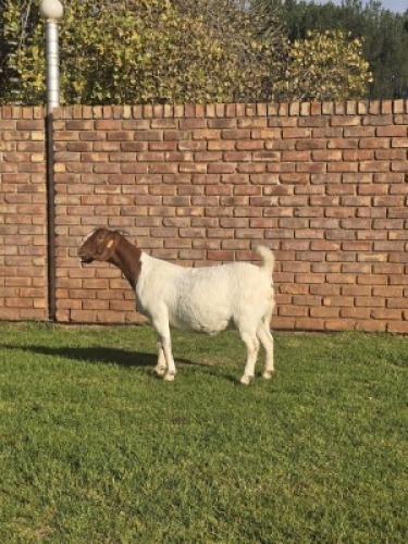 1X BOER GOAT STUD DOE Triangle Farms Boerbok Stoet