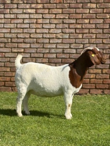 1X BOER GOAT FLOCK DOE Triangle Farms Boerbok Stoet