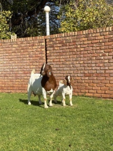 1X BOER GOAT STUD DOE Triangle Farms Boerbok Stoet