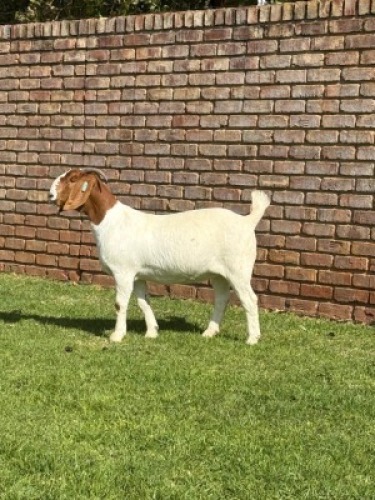 1X BOER GOAT STUD DOE Triangle Farms Boerbok Stoet