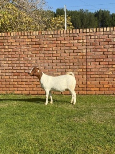 1X BOER GOAT FLOCK DOE Triangle Farms Boerbok Stoet