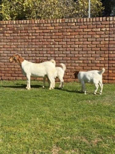 1X BOER GOAT FLOCK DOE Triangle Farms Boerbok Stoet