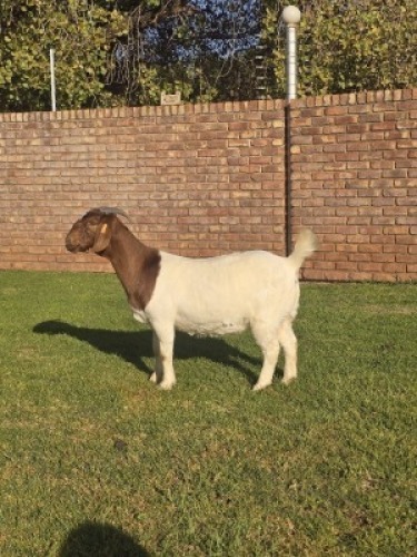 1X BOER GOAT FLOCK DOE Triangle Farms Boerbok Stoet