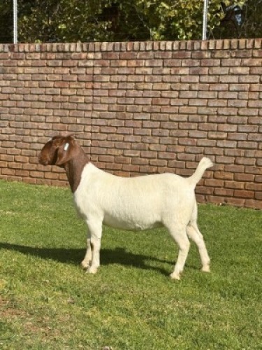 1X BOER GOAT STUD DOE Triangle Farms Boerbok Stoet
