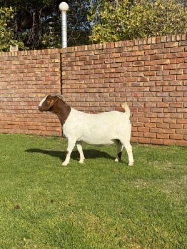 1X BOER GOAT FLOCK DOE Triangle Farms Boerbok Stoet