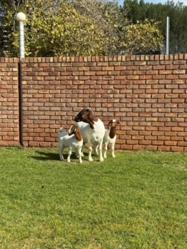 1X BOER GOAT FLOCK DOE Triangle Farms Boerbok Stoet
