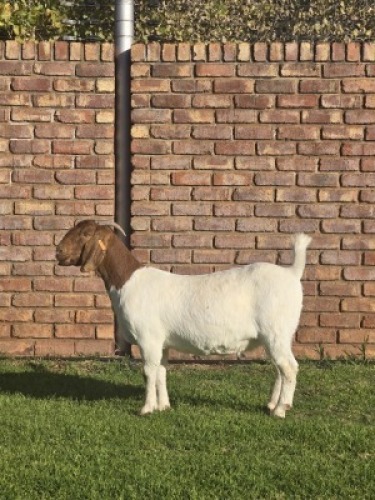 1X BOER GOAT FLOCK DOE Triangle Farms Boerbok Stoet